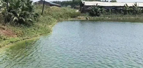 养鱼重在调水，育苗重在培肥！